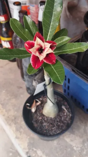 Rosa do Deserto 