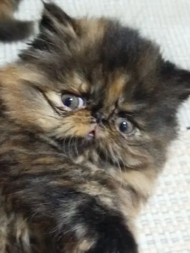 Filhote gata persa fêmea