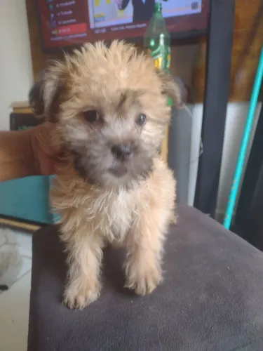 estou doando uma cachorrinha de raça shih tzu filhote apenas 2 meses de vida muito amorosa