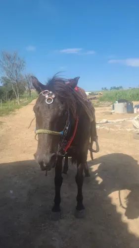 Égua Crioula