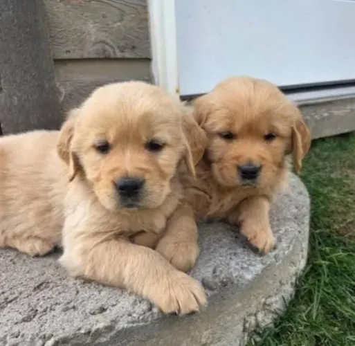 Golden Retriever Filhotes Melhores Companheiros. 