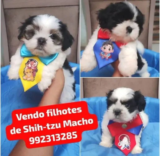 Vendo filhotes de Shih-tzu Macho