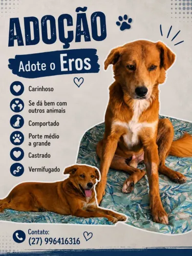 Cachorrinho para adoção!!