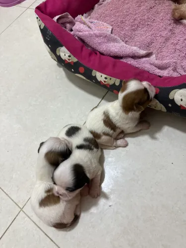 Cachorro macho Shitzu