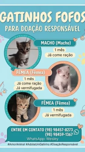 Doação de gatos filhotes 