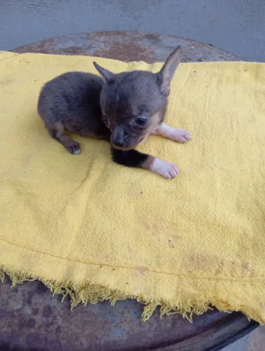 Filhote de pinscher exótico macho