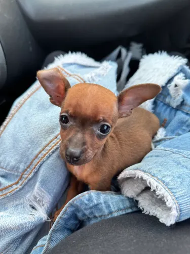 Vendo pinscher 0 fêmea 