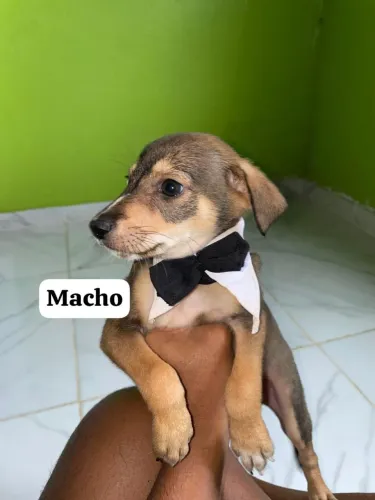 Fihotes para adoção