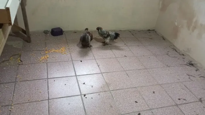 Galos sedosos já cantando