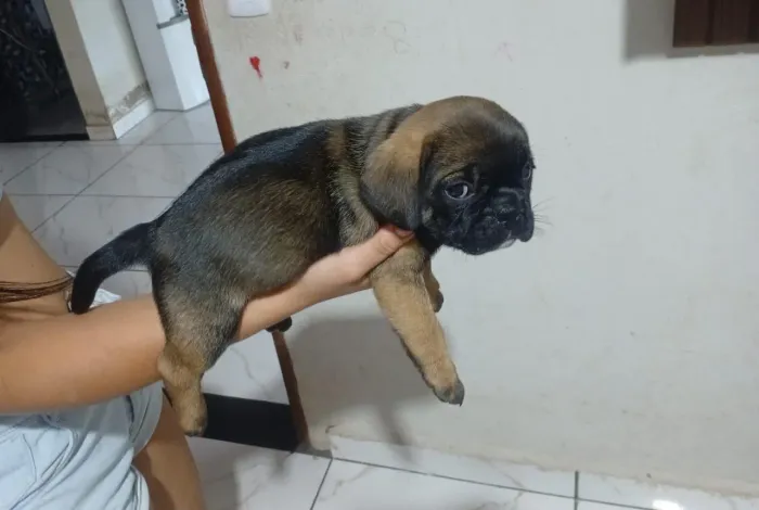 Bulldog Francês