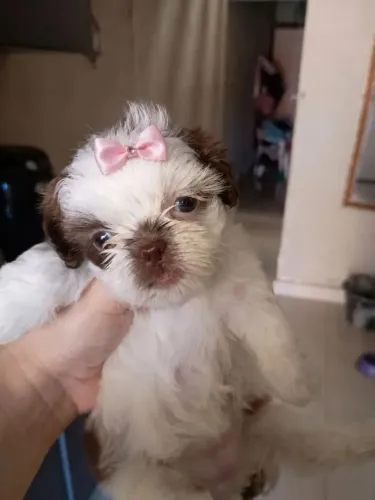 Shih Tzu O filhote perfeito pode ser seu