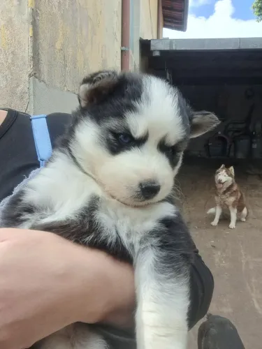 Última fêmea de Husky siberiano wooly