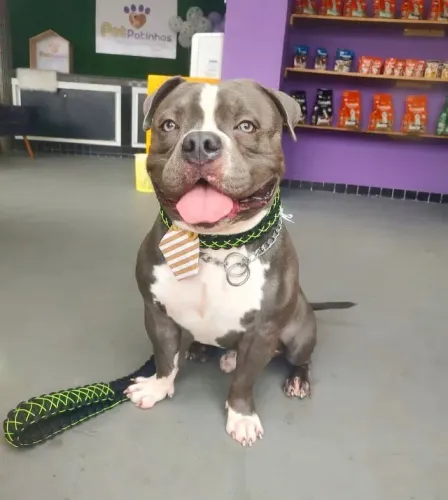 American bully adoção responsável 