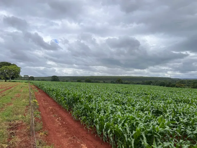 A melhor fazenda de Felixlândia/MG - 105 hectares prontos