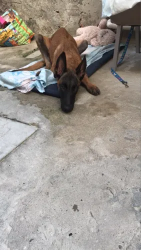 Vendo um pasto belga malinions