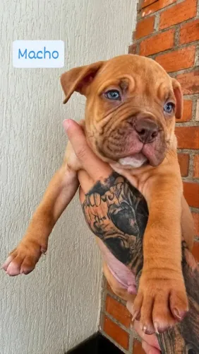 Filhotes de American Bully Standard