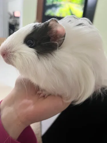 Porquinha da Índia Fêmea Filhote - Pelo Longo