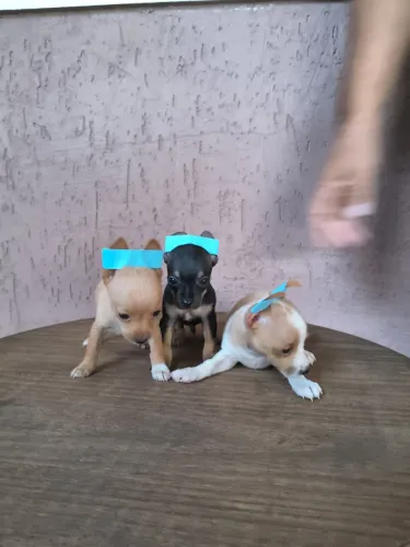 Pinscher mini disponível
