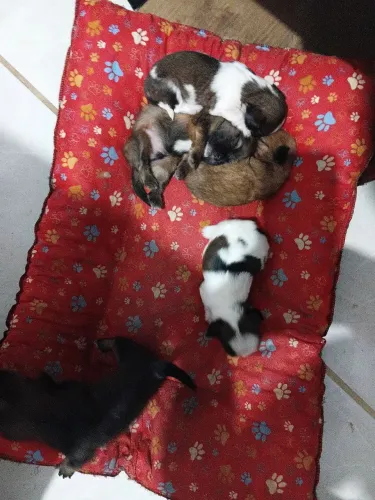 Vendo filhotes de shiatsu