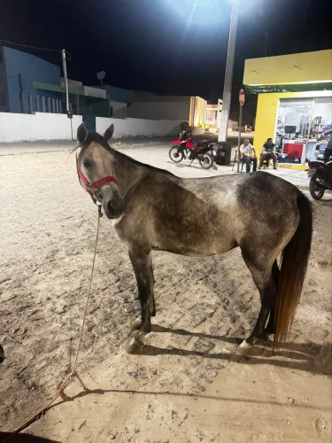 Piquira Parida 