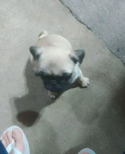 Pug fêmea filhote