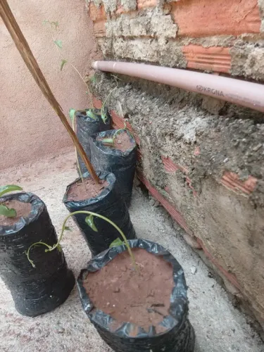 Mudas de Ora-pro-nóbis sem espinhos