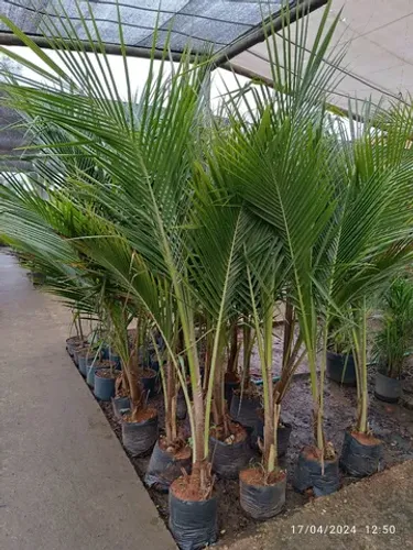 Mudas de Coco Anão da Bahia 