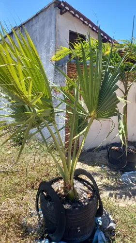 Vendo Palmeira Livistona