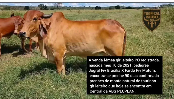 Vaca Gir Leiteiro PO - Prenhe 