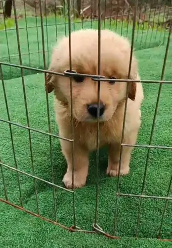 Golden Retriever carinhoso e esperto 
