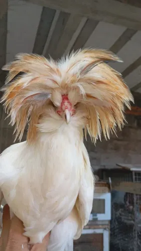Pintinhos raça polonesa