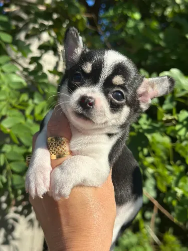 Chihuahua Cabeça redondinha e Focinho Curtinho