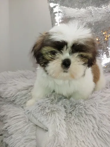 ?Chegou a que faltava! Shih Tzu fêmea disponível e pronta pra entrega!? ?