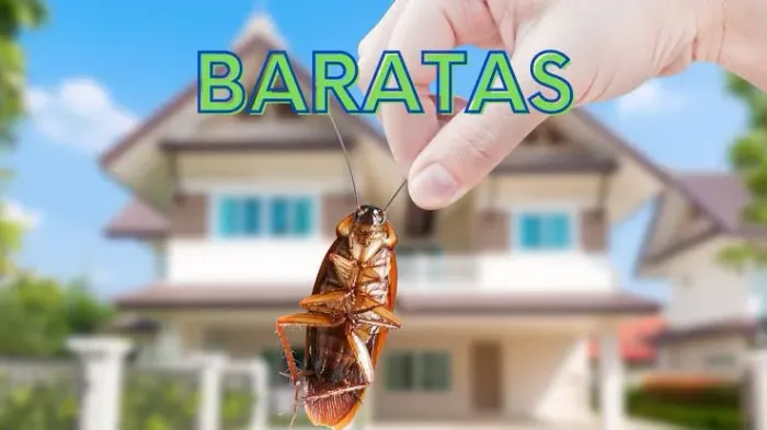 Serviço profissional de dedetização