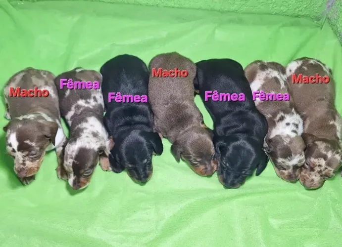 dachshund pelo curto