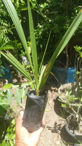 Tamareira medjoo