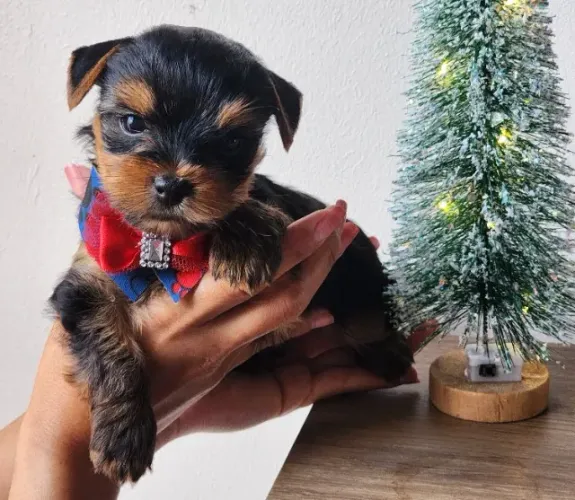 Filhote de yorkshire macho