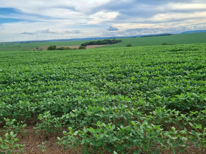 Fazenda de arrendamento 1.200hec plantando em Aporé Goiás.