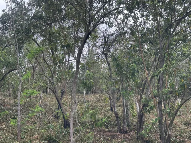 Terreno à venda em Agro-Brasil, Cachoeiras de Macacu, com diversas árvores frutíferas 