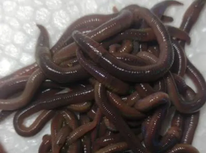 Minhocas Africanas para Pesca