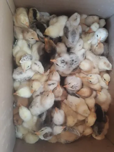 Pintinhos caipira