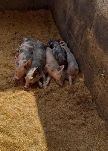 Leitão Raça Pietrain x Duroc