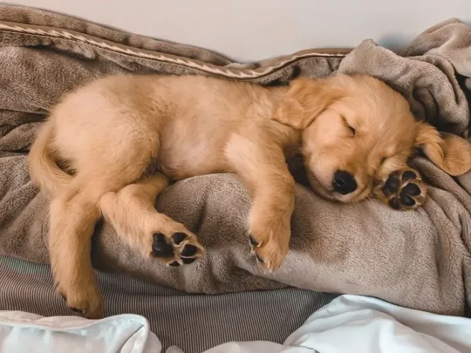 Filhote Golden Retriever para vc começar uma linda história de amor