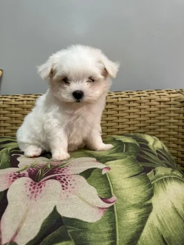 Maltês lindo de excelente linhagem 