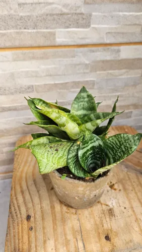 Planta mini Espada de São Jorge