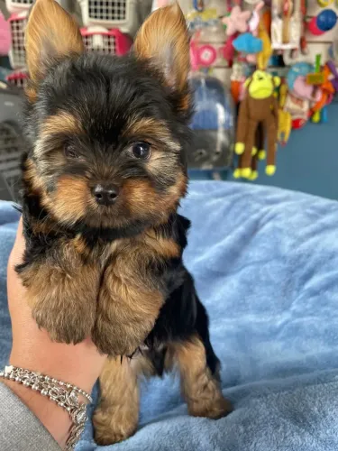 Filhote de Yorkshire Terriers fêmea $3.900,00