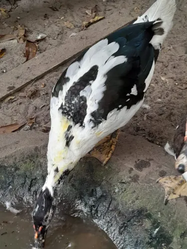 Vendo pato , fêmea e macho!! Whatsapp *