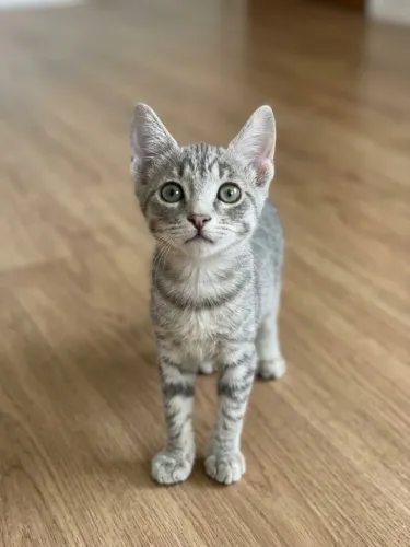 Gato tigrado cinza para adoção, com o kit enxoval! <br>