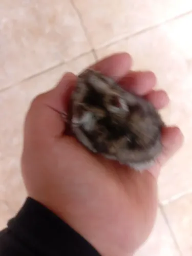 Dois hamster anão russo 