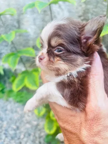 Chihuahua macho chocotan pelos longos